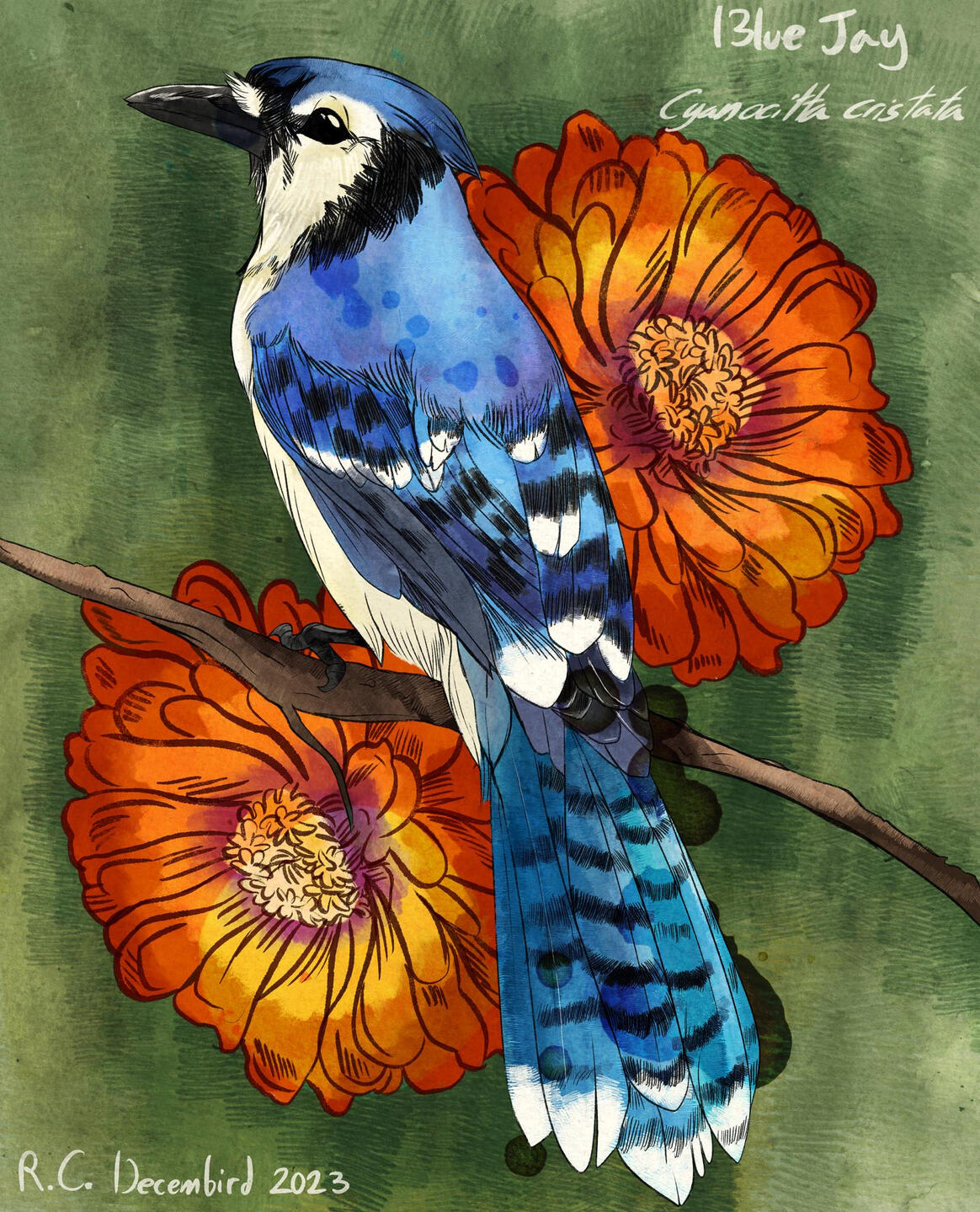 Blue Jay
