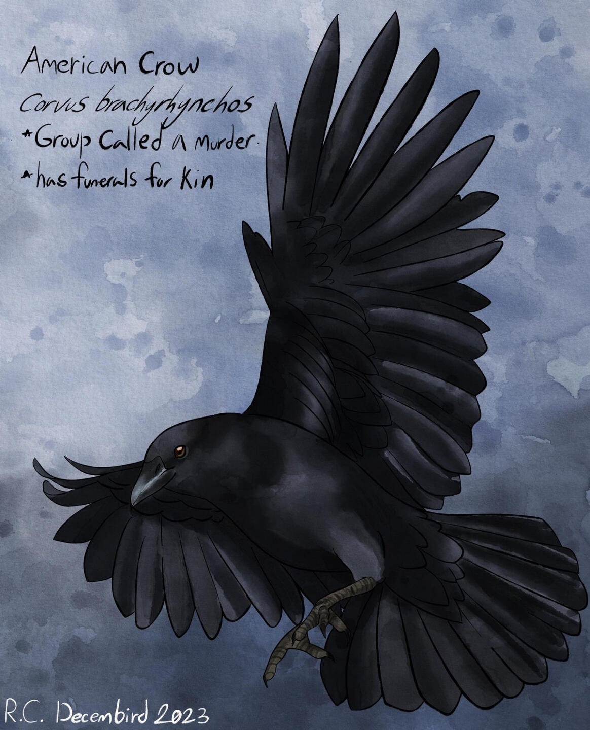 American crow